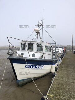 Starfish 8 - Osprey - ID:129154