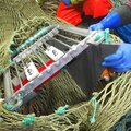 Double your prawn catch rate. Echo detects prawns in the net - picture 2