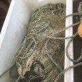Whelk pots/pot ropes - picture 6