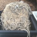Whelk pots/pot ropes - picture 5