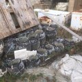Whelk pots/pot ropes - picture 3