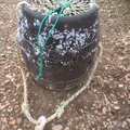 Whelk pots/pot ropes - picture 2