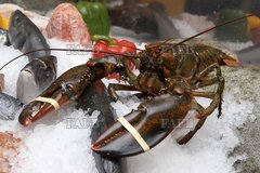 Lobster bands - ID:116599
