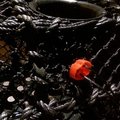 Mustangs new 'WhelkKing' Whelk pot - picture 10