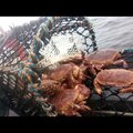 East Coast Creels Ltd Crab/Lobster Pots - picture 7