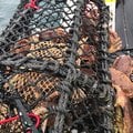UK Creels Crab & Lobster Pots - picture 3
