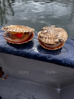 Queen scallops wanted also king scallops - ID:128766