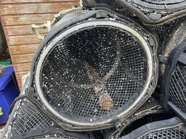 Large picture for advert 144108