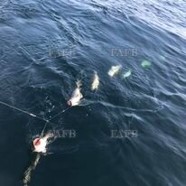 Large picture for advert 129124