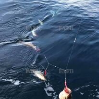 Large picture for advert 129124