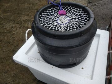 "New Product" 10 inch  Low profile Two handled Budget Whelk pots
