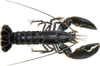 Wanted! Live Shellfish