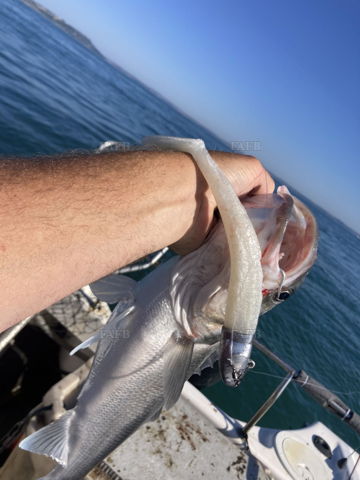 150gr Direct to line eel