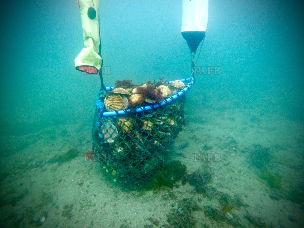 Experienced Scallop Diver