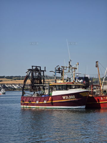 Boy Bradley WD303