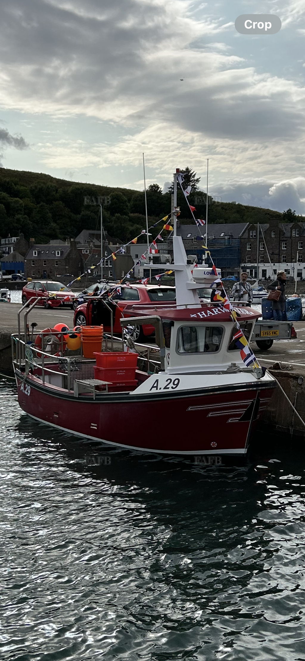 Kingfisher 20