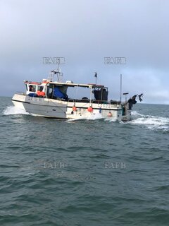 South cat - Voyager  - ID:117320
