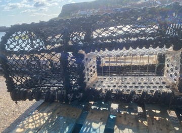 100x Scallop pots with disco lights