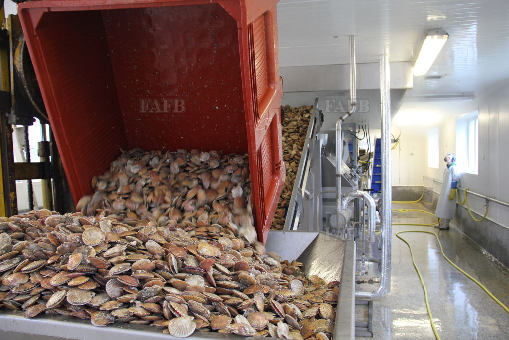 Queen Scallop processing line