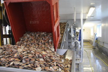 Queen Scallop processing line