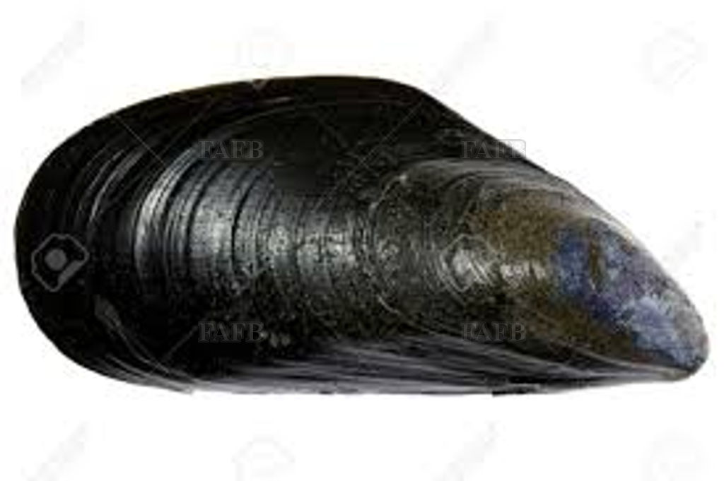 Live Mussel..