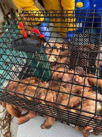 24" wire mesh octopus traps