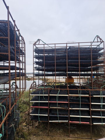 Oyster Hatchery Cages