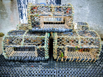 Scallop pots