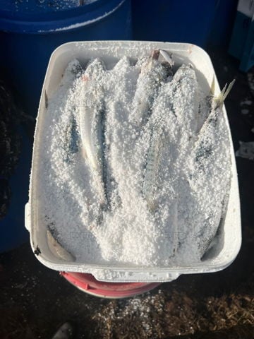 Salted Mackerel Bait