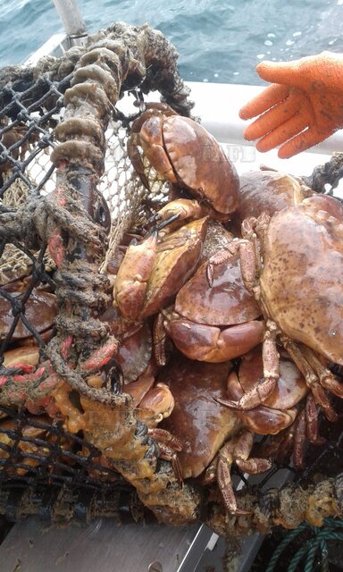 Large picture for advert 113646