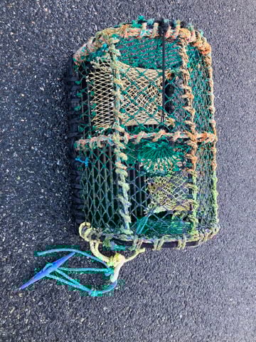 Caithness, 24 inch soft eye.