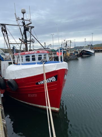 Twin Rig / Scallops