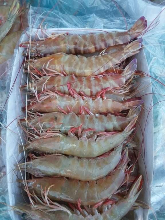 Skipper for fishing vessel