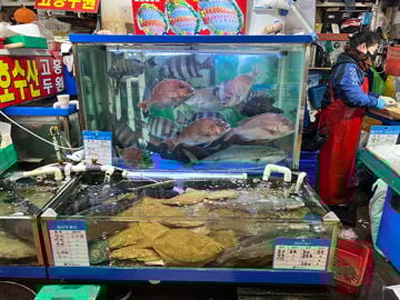 Live fish wanted