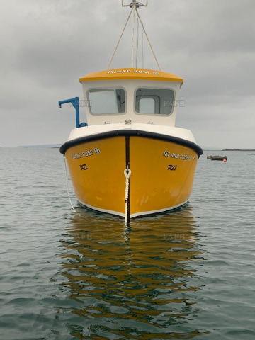 Kingfisher 20