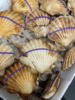 Hand dived scallops wanted - ID:127681