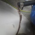 Biocide - Kills Diesel Bug - picture 2