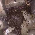 Biocide - Kills Diesel Bug - picture 4