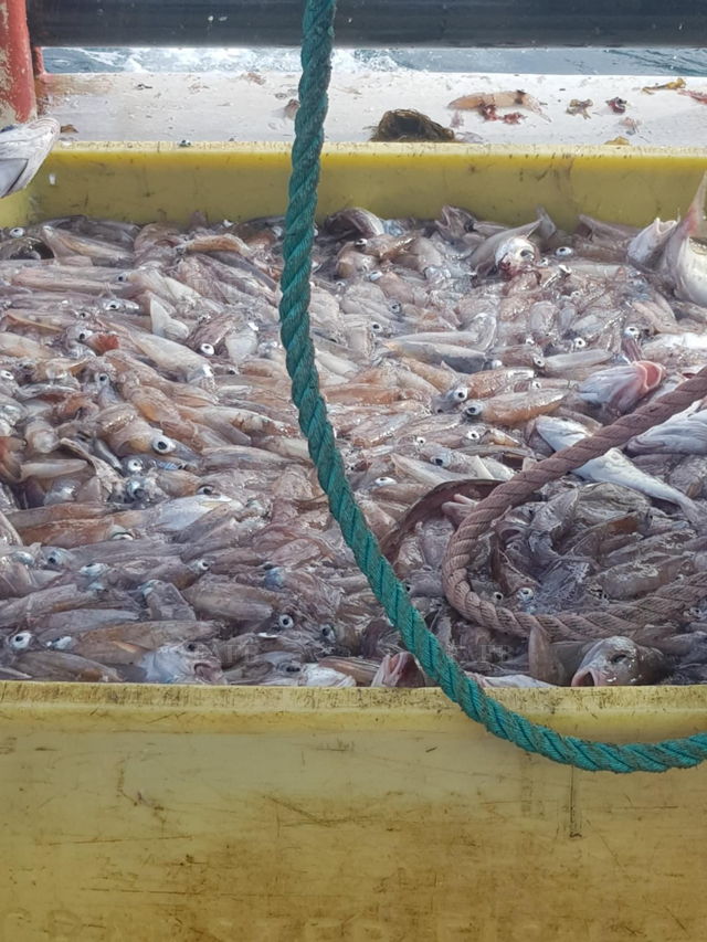 Large picture for advert 137707