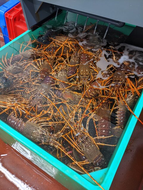 Large picture for advert 110729