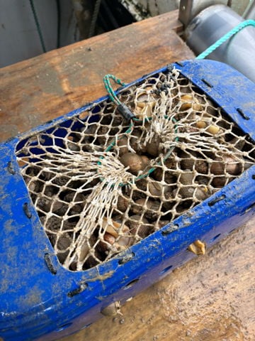 whelk pots