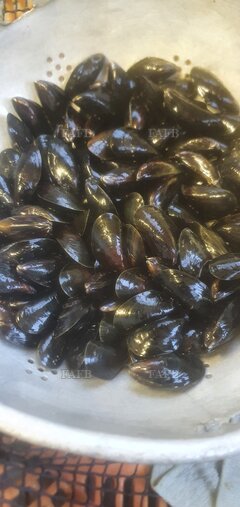 Clean undepurated mussels - ID:128733