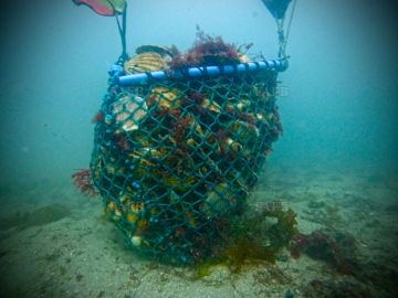 Scallop/Razor Divers