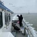 Blyth work cat - picture 4