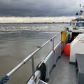 Blyth work cat - picture 10