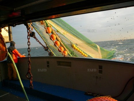 Skipper