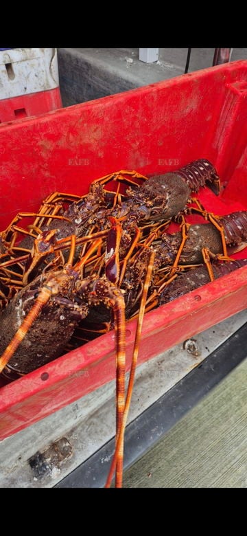 Lobster, crayfish.  Shrimp . Wanted