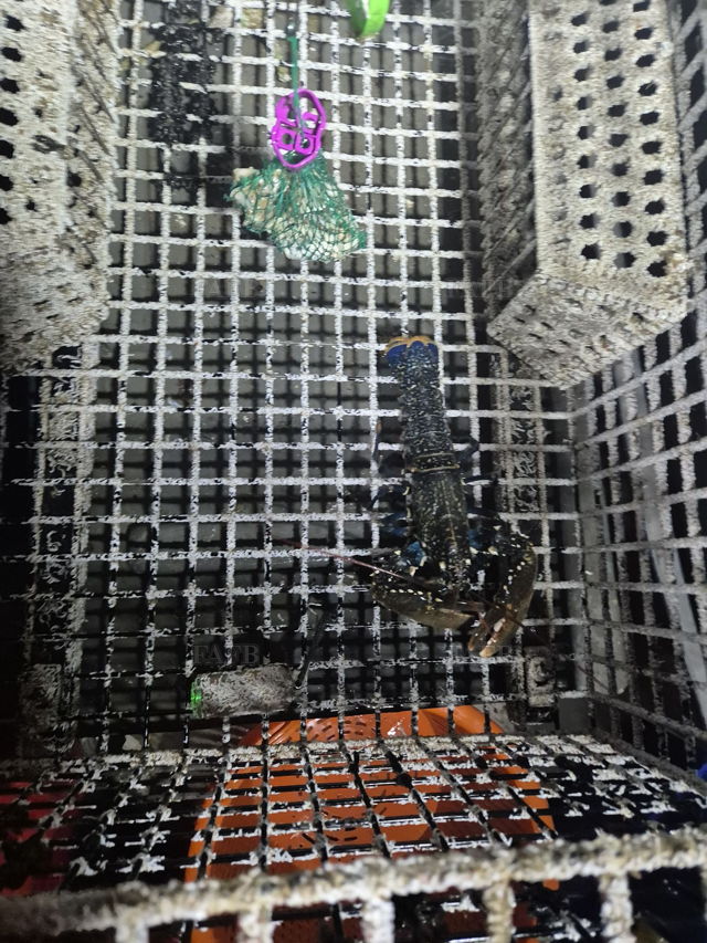 Large picture for advert 143842