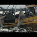 Thumbnail for picture 11