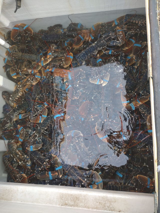 Large picture for advert 134860